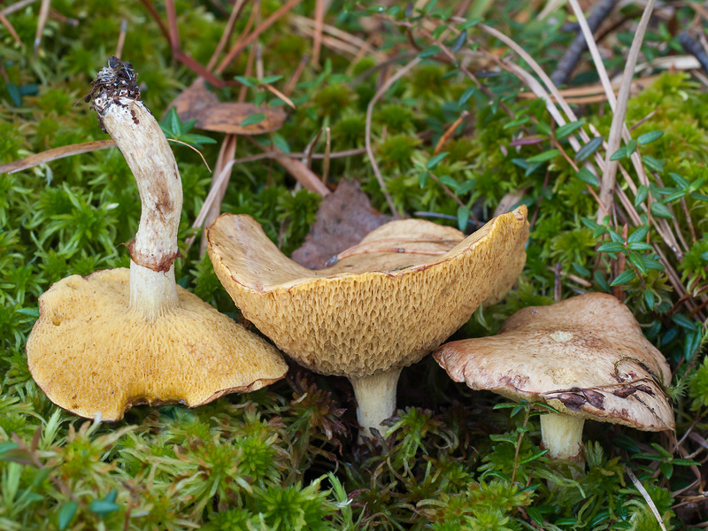 Suillus flavidus